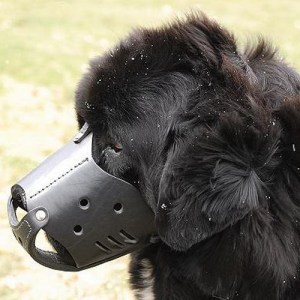 Прогулочный намордник из кожи для ньюфаундленда «Trained dog»